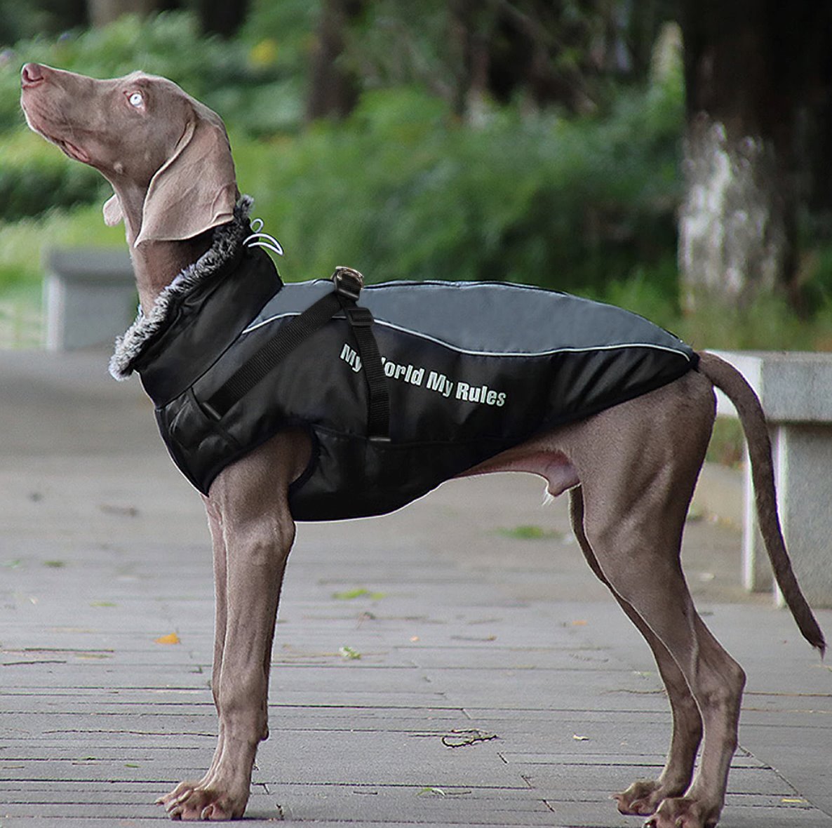 Goretex 2025 dog jacket