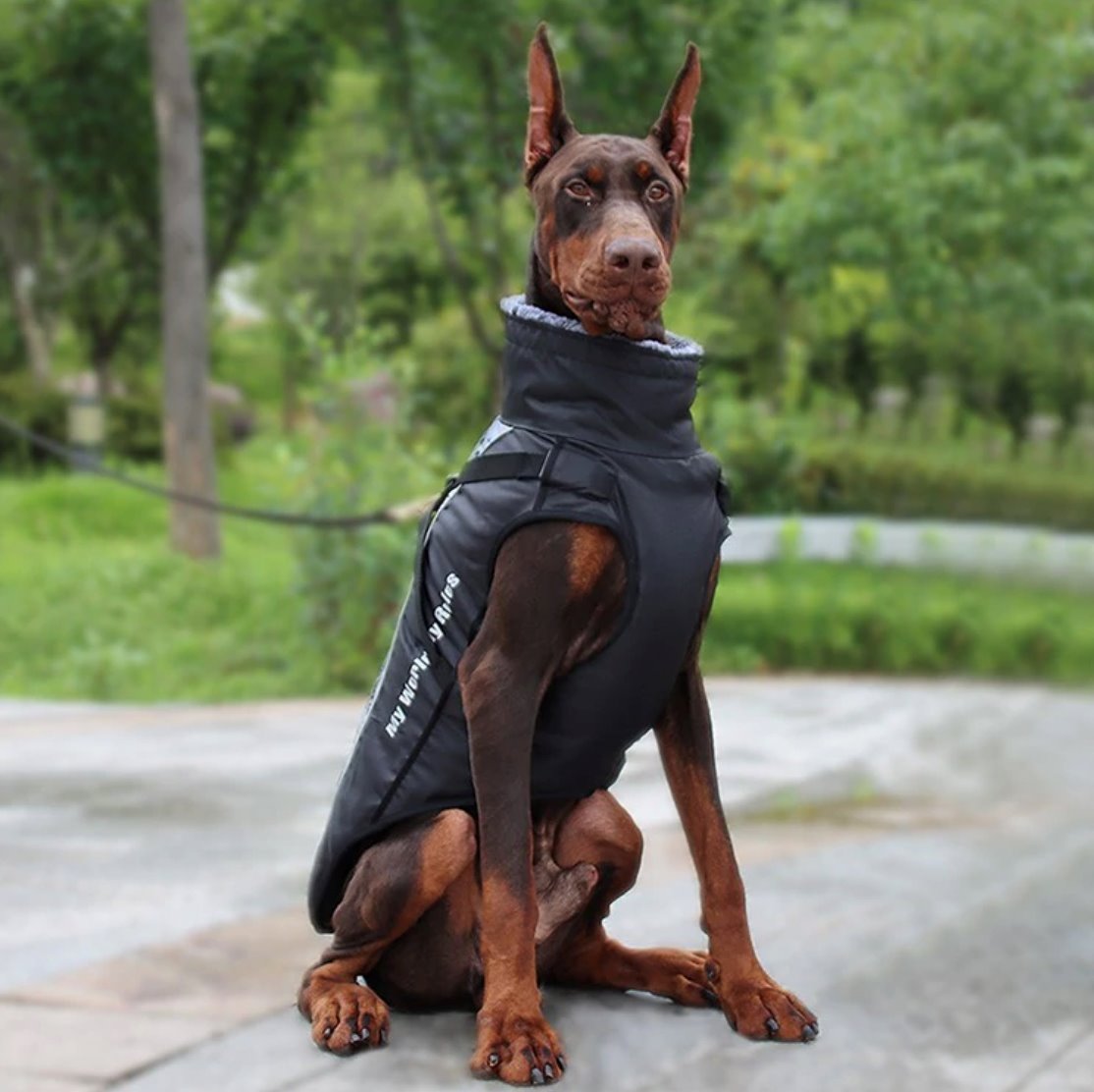 Goretex clearance dog jacket